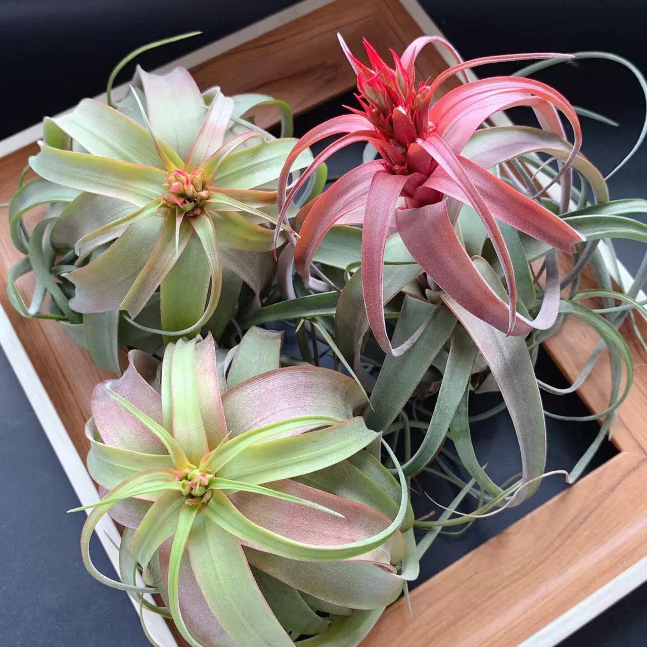 Лесной фиолетовый шалфей, воздушный ананас, беспочвенное ленивое растение