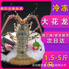 澳洲大花龙虾新鲜冷冻中华锦绣龙虾冰鲜生冻青龙速冻海鲜龙虾类