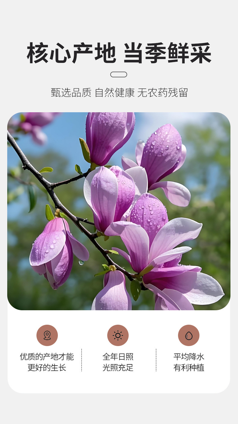 Dried Magnolia Flower Tea Yu Lan Hua 500g Loose Herbal Buds for Tea Blending and Infusions quality and texture