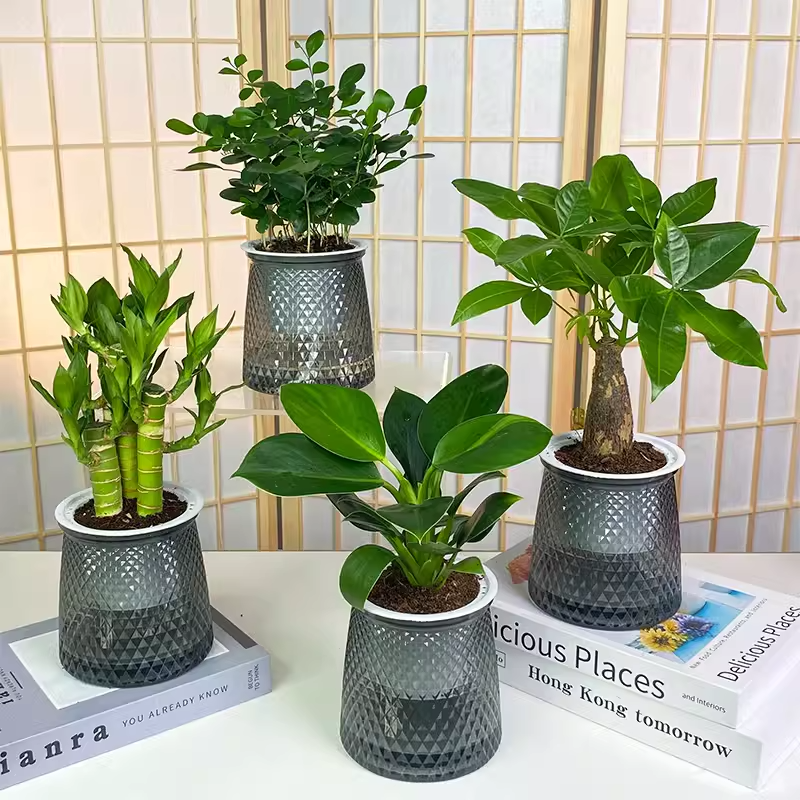 황금다이아몬드 + 돈나무 + 구리향 + 연잎대나무 + [별화분 4개] + 영양액