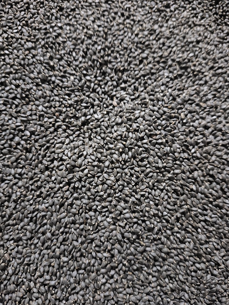 Lan Xiang Zi (Ocimum basilicum) — Basil Seeds for Herbal Drinks & Desserts quality and texture