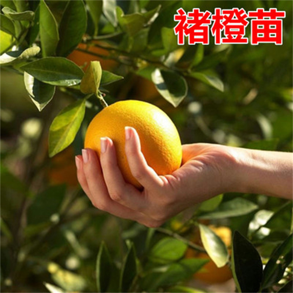 眉山爱媛38号果冻橙树苗当季新鲜橙子水果现摘手剥爆汁无核橙果树