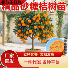 �V���޽�ɰ�ǽ��Ә����҃��������ӹ������ĕ�����ɳ�����ӎ���