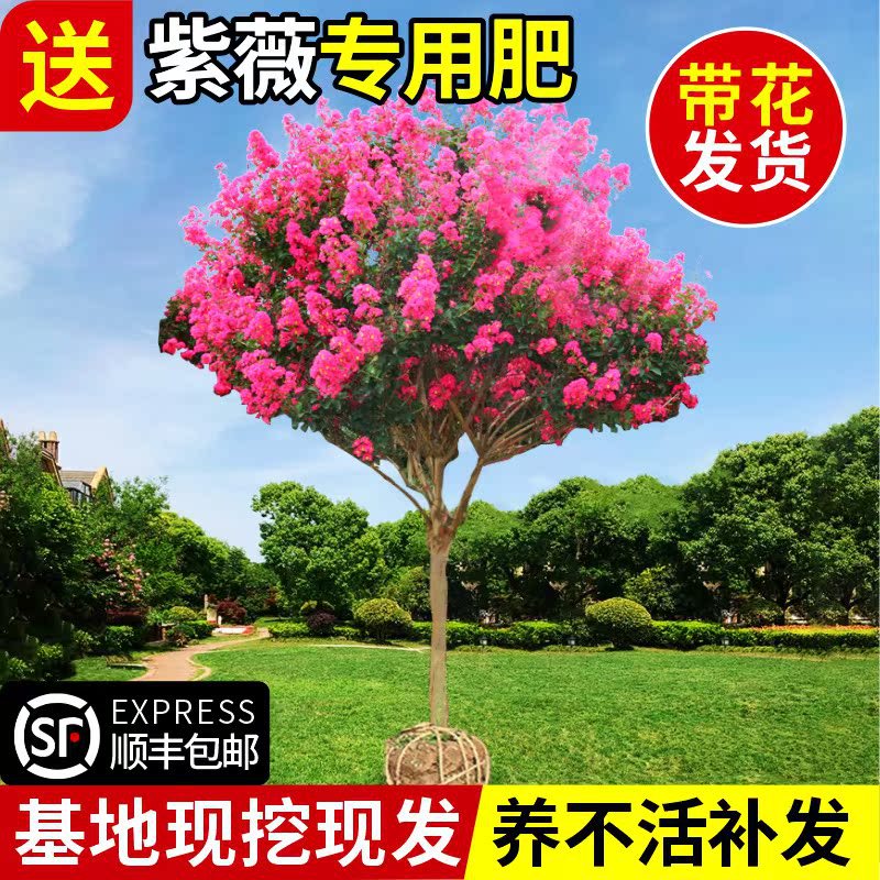 紫薇树苗盆栽地栽百日红室外庭院花卉植物别墅绿化四季开花工程苗