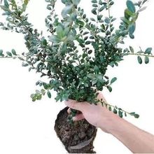 正宗小叶紫檀名贵苗木台湾盆栽地栽观赏植物基地直销树苗