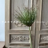Umbrella sedge red green