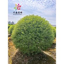 银姬小蜡球树苗庭院耐寒四季常青彩叶绿化色块花镜植物金姬水蜡球