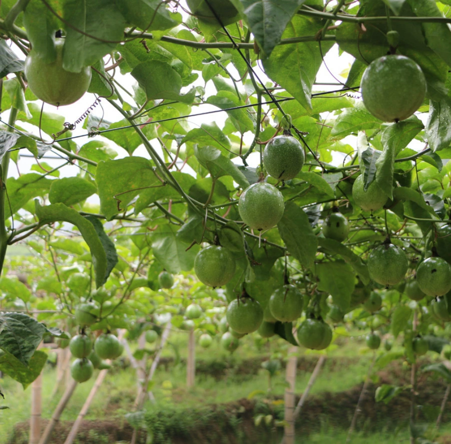 Садовая база для выращивания золотых саженцев маракуй