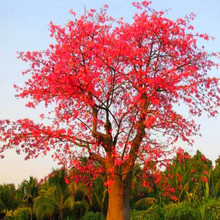 ľ�޻����� ľ�޻���Ӣ�ۘ� �tľ�����Ե���ͥԺ�e����·�G�����