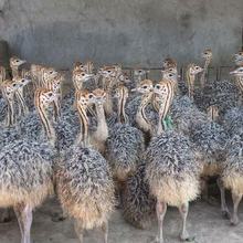 鸵鸟苗活体幼苗鸵鸟苗公母一对非洲驼鸟苗澳洲鸸鹋出售鸵鸟苗价格
