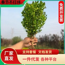 一件代发小叶黄杨苗瓜子园林绿化树苗南方北方种植黄杨庭院地栽盆