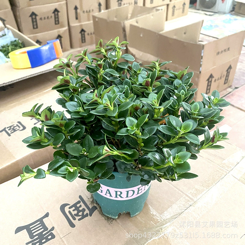 Активные мероприятия вечнозеленые и устойчивые к поломкам на все сезоны, легко подернуть, сбор богатства, цветочные растения с золотой рыбкой, комнатная гостиная, растение-паук, растения в горшках с золотой рыбкой.