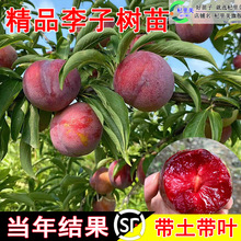 һ�����l�ش�������ӹ�����޽�������������÷��������������
