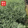 青州时令基地地被草花
