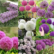 批发大花葱种籽盆栽耐寒花卉硕葱种子室内外庭院四季当年开花水仙