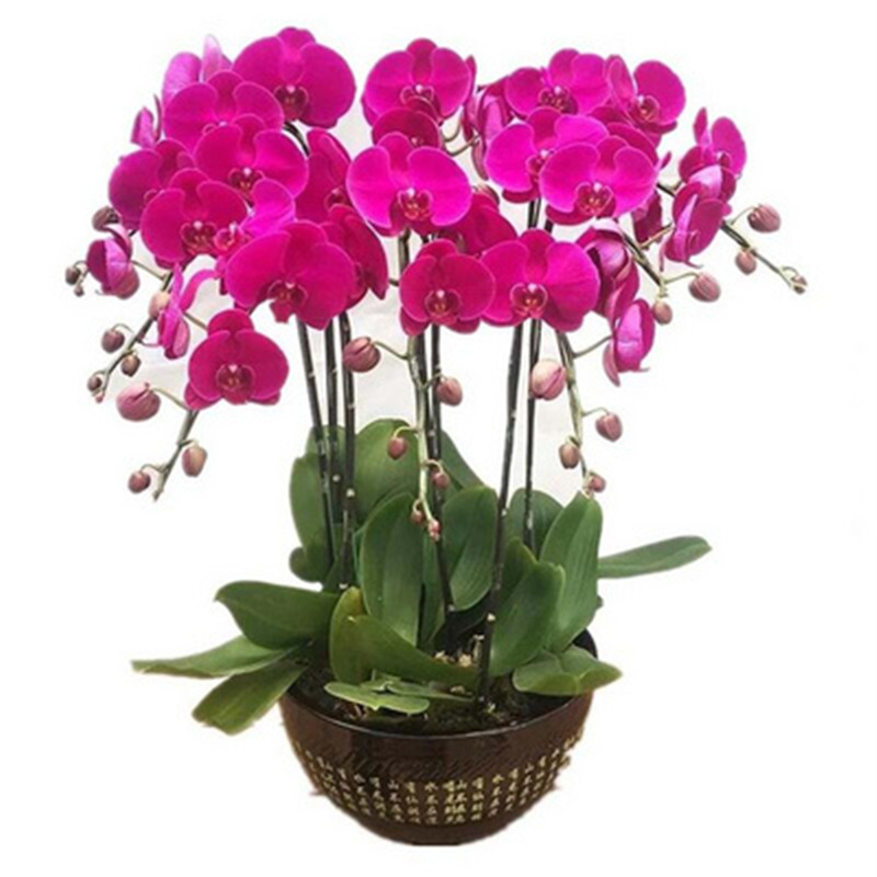 Cuatro estaciones mariposa orquídea plántulas en maceta balcón interior sala de estar flores plantas florecen con flores de maceta original