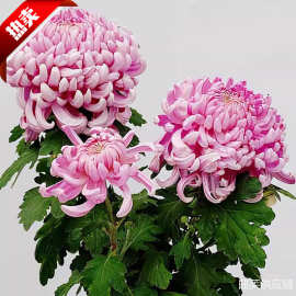 带花苞菊花盆栽菊花苗九月菊千头菊四季球菊四季开花室内花卉植物