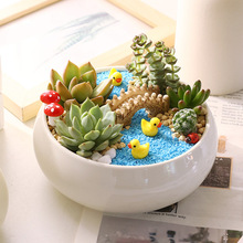 白瓷花盆多肉DIY微景观材料包多肉植物组合公司社团活动多肉盆栽