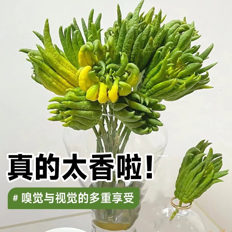 现摘新鲜佛手柑鲜果大果观赏水培无枝闻香清供可食用水果摆件青果|undefined