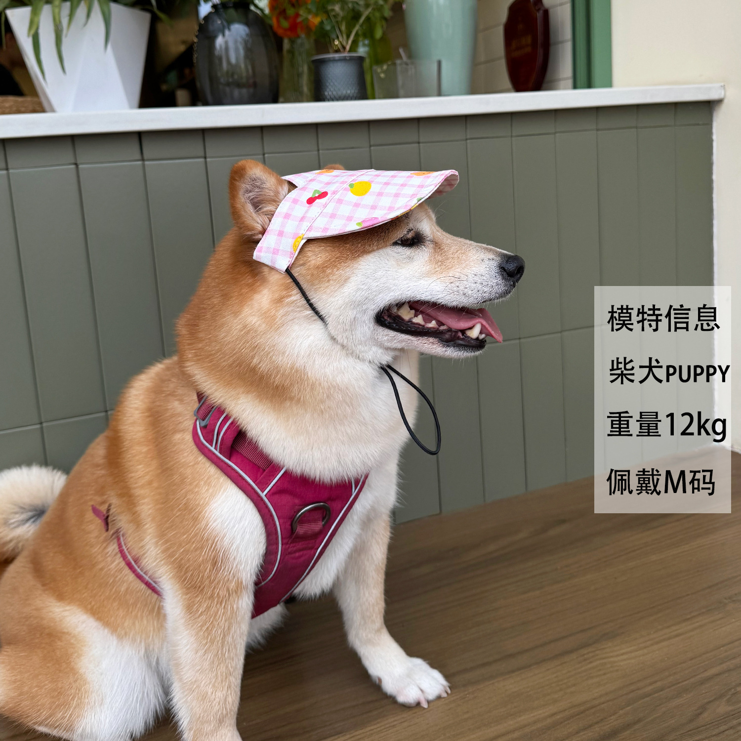 2025 mascota mezclilla estampado a cuadros dibujos animados sombrero para el sol sombrero para el sol gato perro Shiba Inu sale gorras de béisbol con protección solar