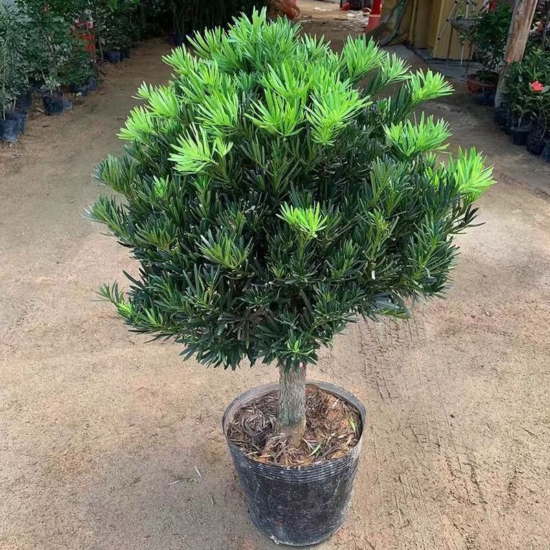 罗汉松树苗造型盆景球型植物庭院阳台室外耐寒绿植四季常青金钱松