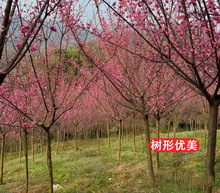 һ�����l÷���������Լt÷���D÷�辰�D÷���Ϙ��ͺ�ֲ��ͥԺ�ļ�