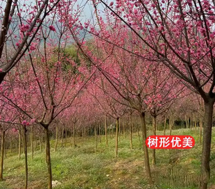Dropshipping Plum Saplings Potted Red Plum Tree Wintersweet Bonsai Wintersweet Old Pile Cold-Resistant Plant Courtyard All Year Round