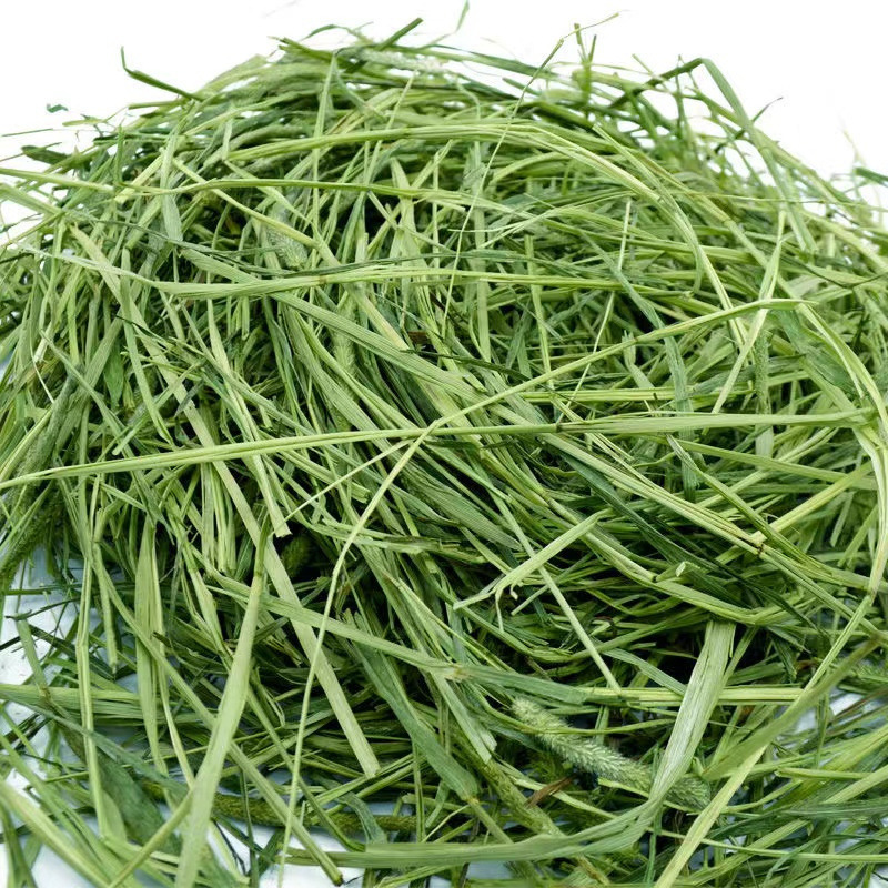 提摩西草种子多年生猫尾草梯牧草兔草豚鼠荷兰猪耐寒牧草植物种子