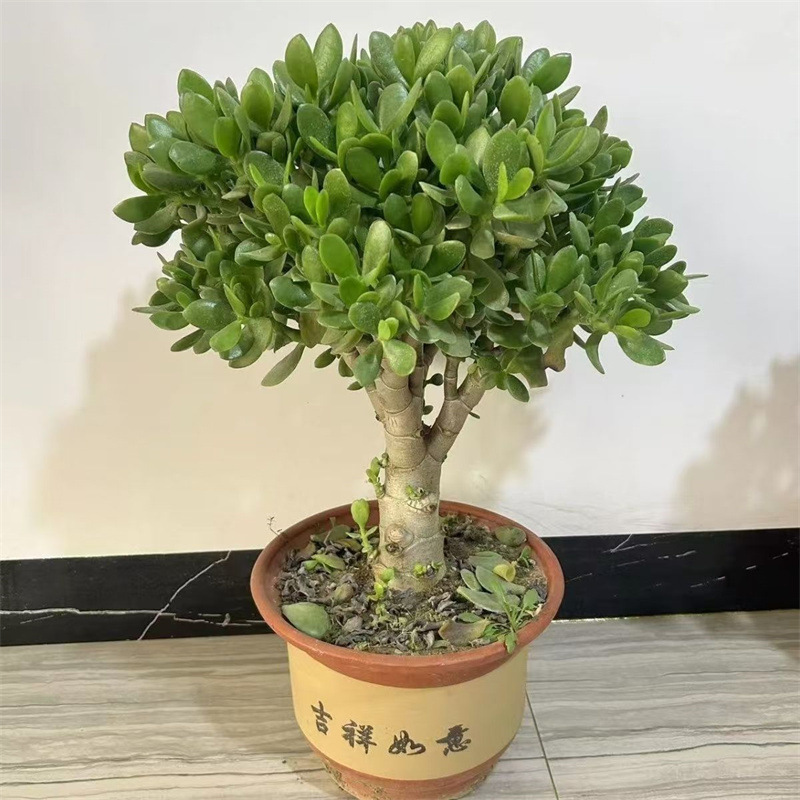 玉树盆栽室内大株多肉植物大颗老桩开花耐寒好养品种花卉树苗好养