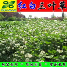 白三叶草籽 进口海法发绛红三叶草种子 四季果园绿化草坪牧草绿肥