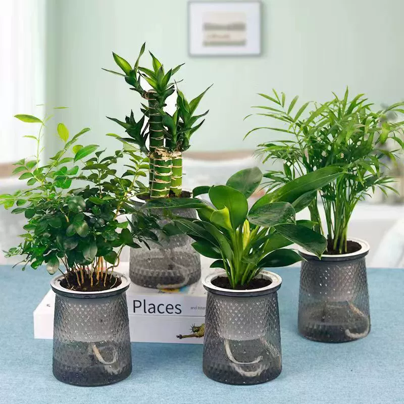 Скандинавский стиль INS, гидропоника, комнатные ленивые горшечные растения, комнатные растения, цветы, зеленые растения, новый дом, удаление формальдегида.