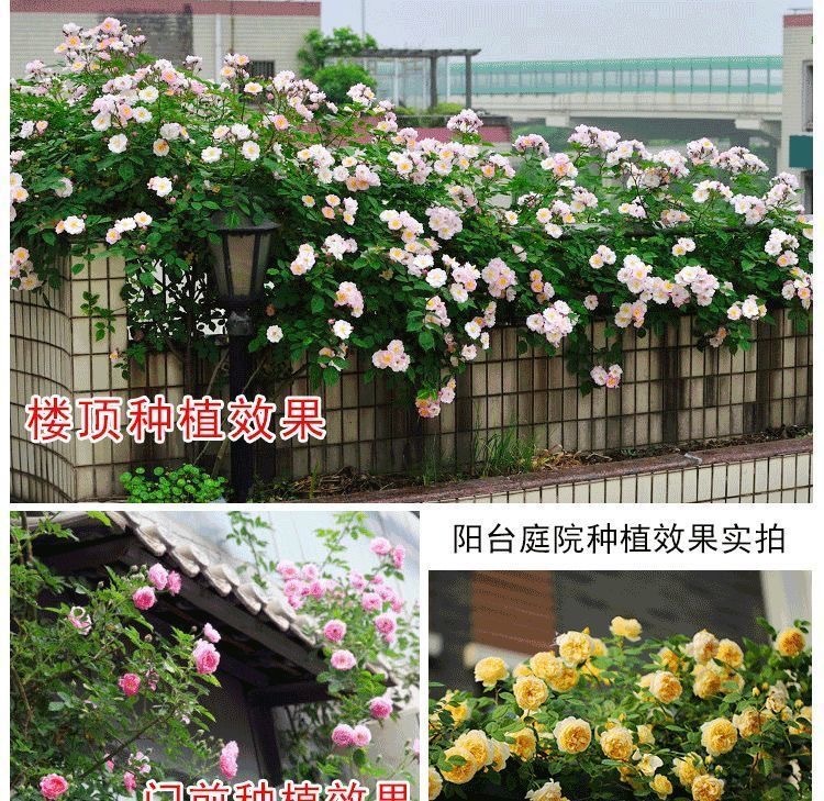 f8a2e389-1e76-43ed-ad61-1a4a874626a7.jpe