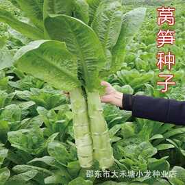 四季莴笋青皮绿肉香莴笋高产耐热耐寒春夏秋冬蔬菜尖叶莴笋