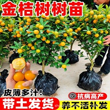 脆皮金桔树树苗带果发货盆栽地栽四季大号果树可食用室内常绿绿植