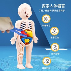 Children's Science Education Human Organ Structure Model DIY Assembly Medical Early Education Toy Cross-border humanorganmo