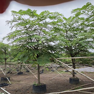 2411 Nursery Supply Pink Flower Mountain Lentil 12-15cm Skeleton Tree Fake Seedling Seedling Pink Flower Cassia Flowering Tree