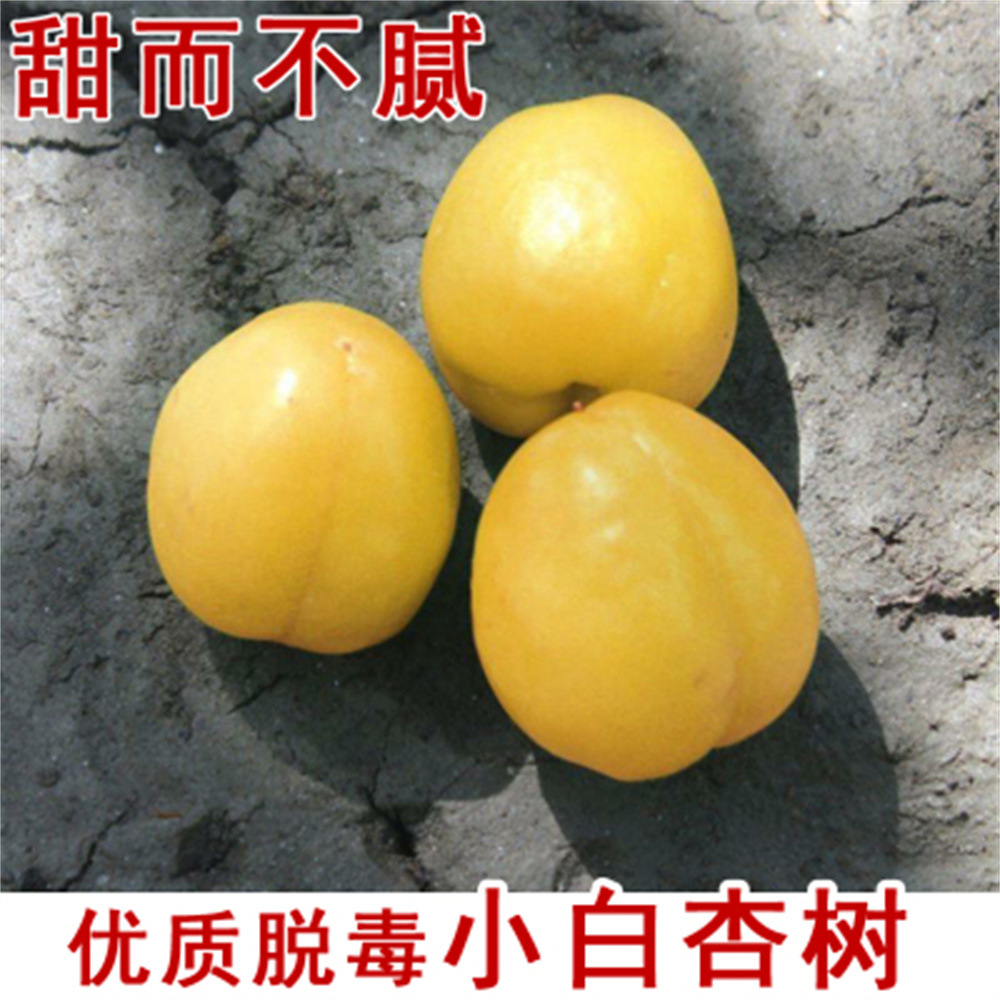 小白杏凯特杏树苗嫁接特大甜杏子树苗南北方种植盆栽地栽当年结果