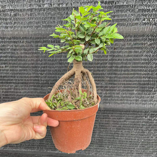 ����ֱ�N120#����ܘ��辰���� �䘶 С�~���� ΢���쾰�Gֲ