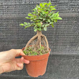 基地直销120#提跟榆树盆景盆栽 树桩 小叶榔榆 微型造景绿植