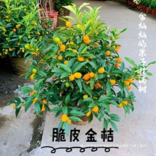 ��ۘ�����������С��ێ����҃ȿ͏d�k����������۰lؔ���f���