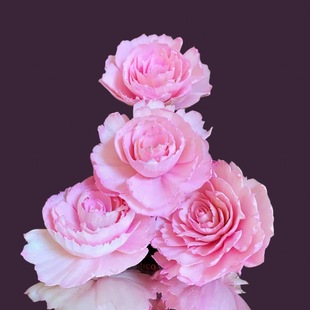 ֲ��sola�ֹ�ͨ�ݻ���޹�U���b[�������Ҿ����޿͏d�Ƶ�����
