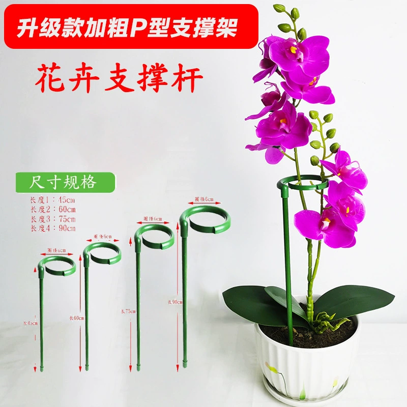 Орхидея фаленопсис кронштейн орхидеи