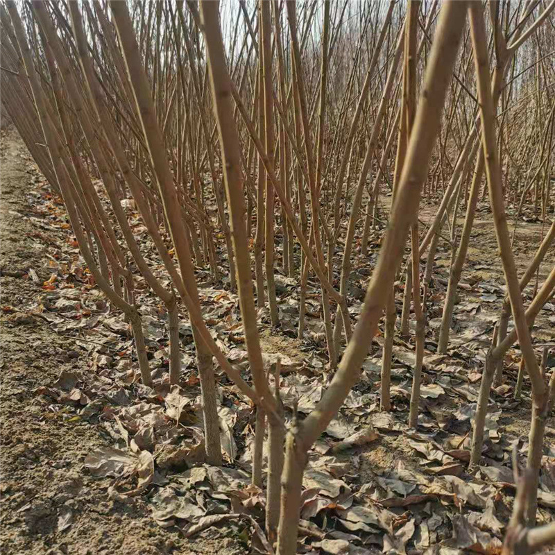 65cc3e4aa8b1e20ae0df0964c9448a