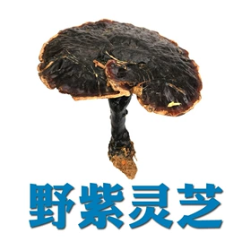灵芝;保健食品;其他滋补