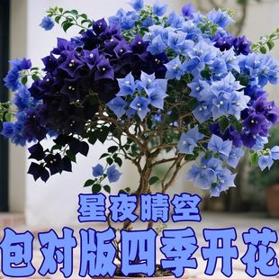 ����ҹ�������÷�ذ��ɫ�ļ��ڻ����B�҃��̨ͥԺ�h֦�͟��ͺ�