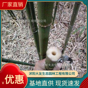 Base Wholesale Self-Produced and Self-Sold Square Bamboo Seedlings Scenic Spot Landscaping Road Garden Project Greening Seedlings