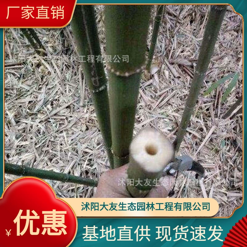 База оптом саженцы бамбука собственного производства ландшафтный дизайн живописных мест дорога садовая инженерия озеленение саженцев