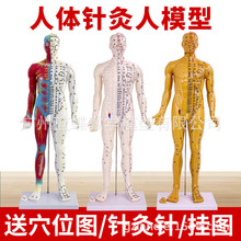 85CM��Ƥ�뼡���������ᘾ�Ѩλ���wģ��ȫ�����tʮ�����j�D�~��