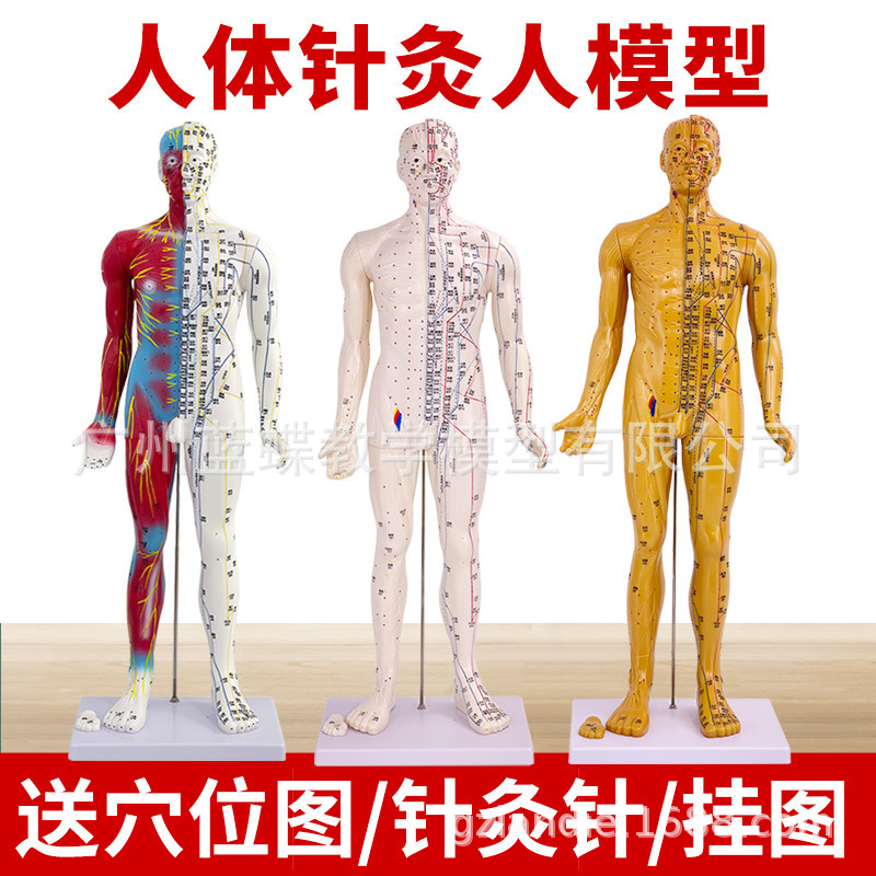 85CM��Ƥ�뼡������������Ѩλ����ģ��ȫ����ҽʮ������ͼͭ��