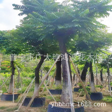 广东普宁艳鸿波花木地苗假植苗全冠麻楝树落叶乔木园林绿化行道树